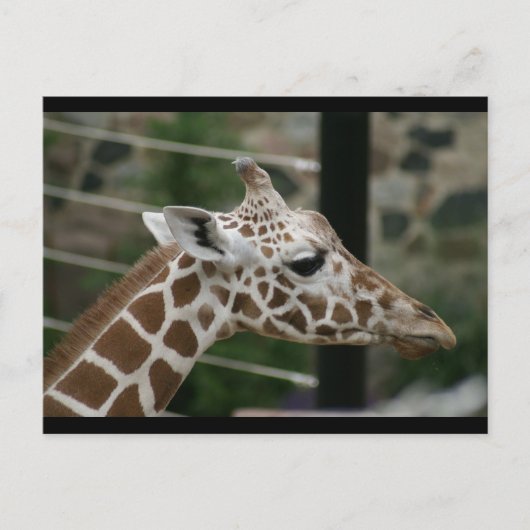 DSC00238 ポストカード (正面)