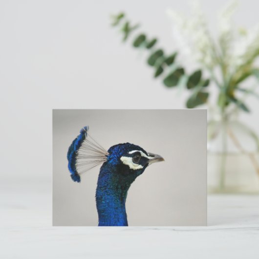 DSC00292 ポストカード (スタンド正面)