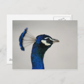 DSC00292 ポストカード (正面/裏面)