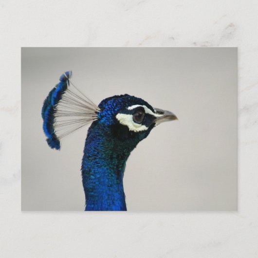 DSC00292 ポストカード (正面)