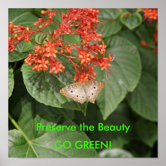 DSC00433、美しいを保存する、環境にやさしいことをしよう! ポスター (正面)