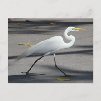 DSC02335 ポストカード