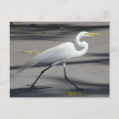 DSC02335 ポストカード (正面)