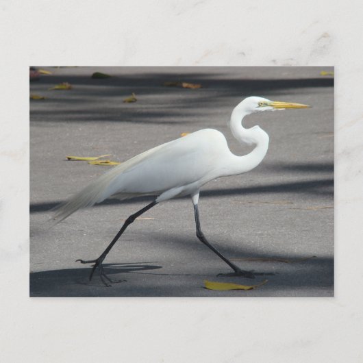 DSC02335 ポストカード (正面)