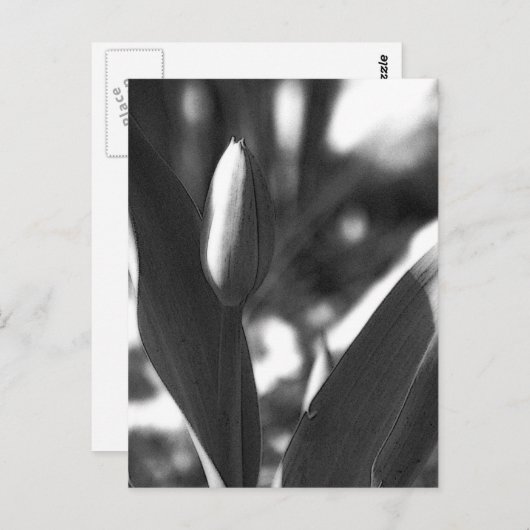 DSC02422c ポストカード (正面/裏面)