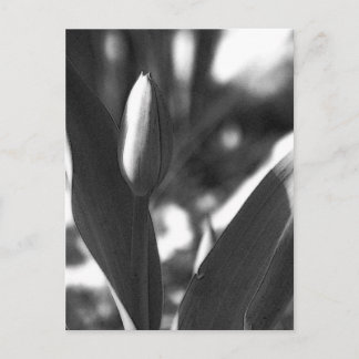 DSC02422c ポストカード