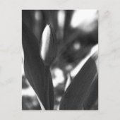 DSC02422c ポストカード (正面)