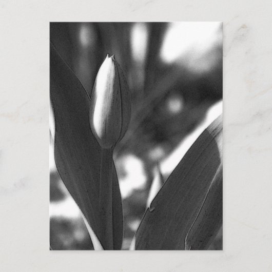 DSC02422c ポストカード (正面)