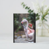 DSC02490 ポストカード (スタンド正面)