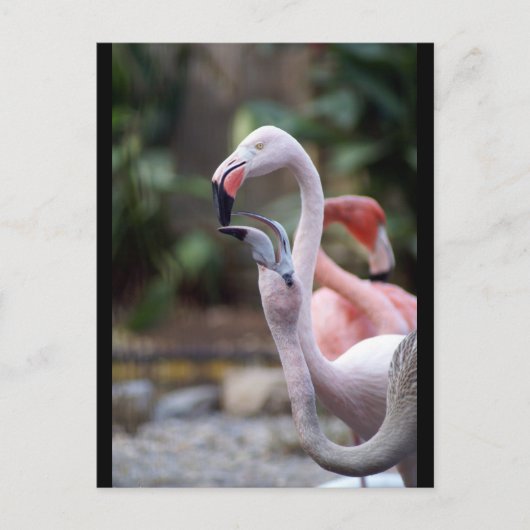 DSC02490 ポストカード (正面)