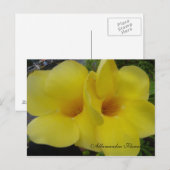 DSC03203, アラマンドラの花 - カスタマイ... ポストカード (正面/裏面)