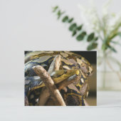 DSC04222 ポストカード (スタンド正面)