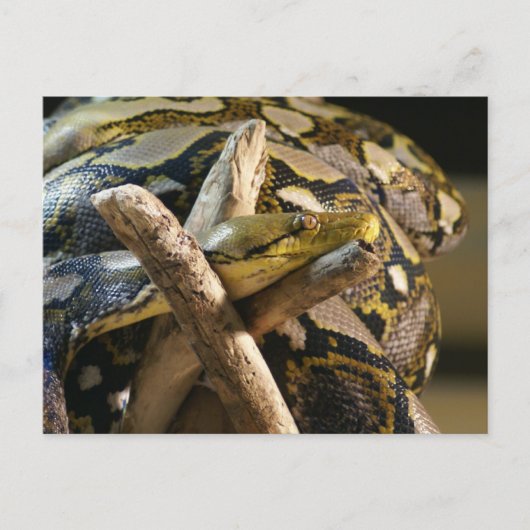 DSC04222 ポストカード (正面)