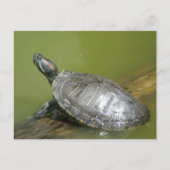 DSC04275 ポストカード (正面)