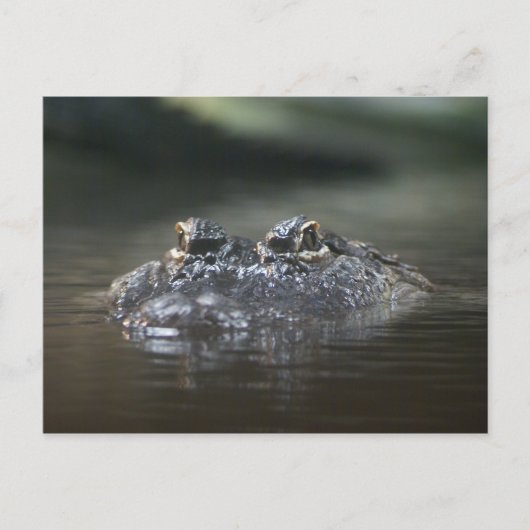 DSC04518 ポストカード (正面)