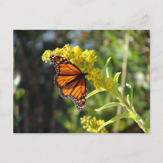 DSC05261 ポストカード