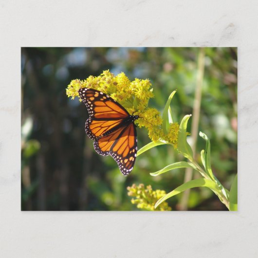 DSC05261 ポストカード (正面)