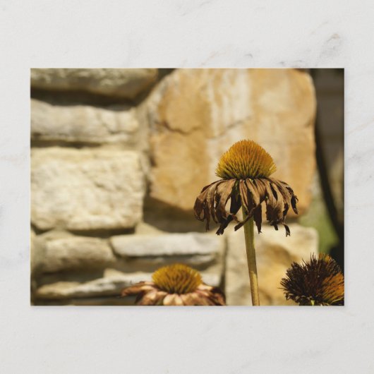 DSC06868 ポストカード (正面)