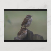 DSC07310 ポストカード (正面)