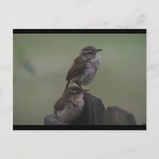 DSC07310 ポストカード (正面)