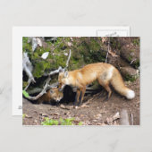 DSC08270コピー ポストカード (正面/裏面)