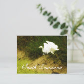 DSC08779bb、南ルイジアナ ポストカード (スタンド正面)