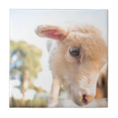 DSC2491(_D) タイル (正面)