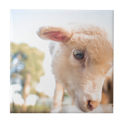 DSC2491(_D) タイル (正面)