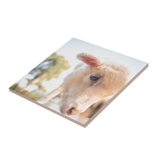 DSC2491(_D) タイル (側面)