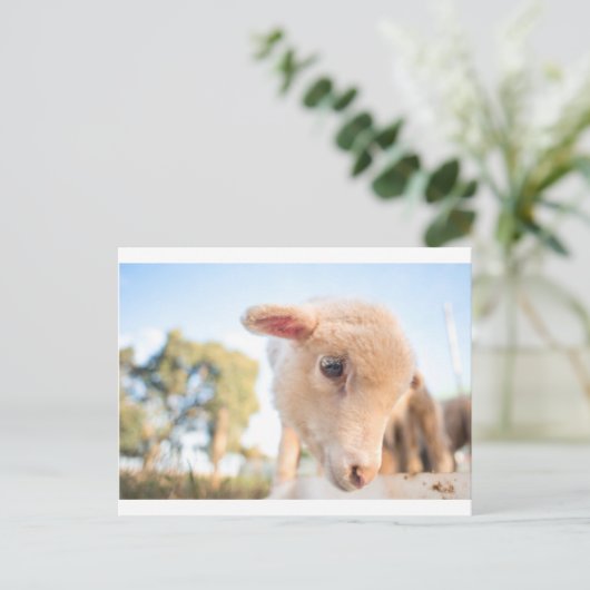 DSC2491(_D) ポストカード (スタンド正面)