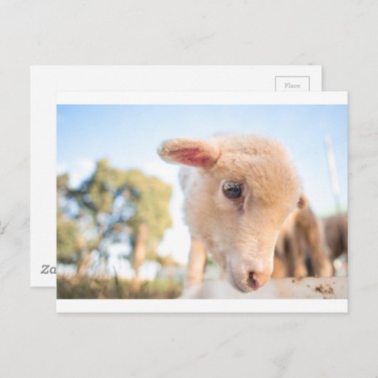 DSC2491(_D) ポストカード (正面/裏面)