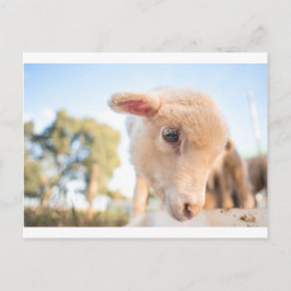 DSC2491(_D) ポストカード