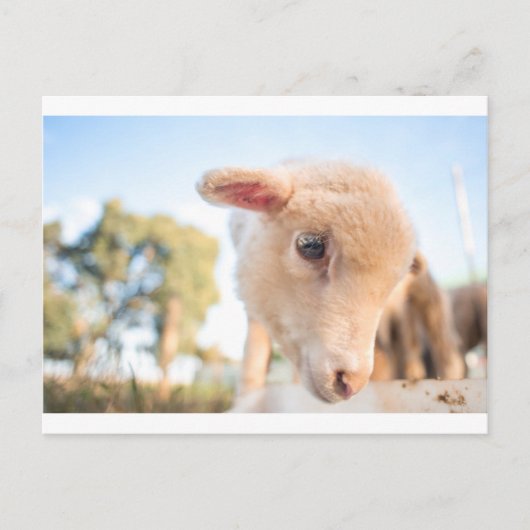 DSC2491(_D) ポストカード (正面)