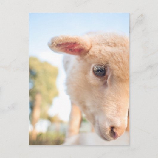 DSC2491(_D) ポストカード (正面)