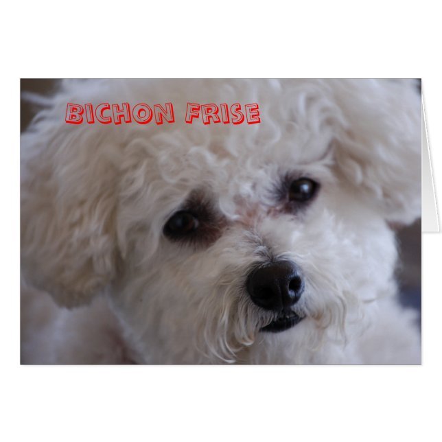 DSC_0060、Bichon Frise (正面横)