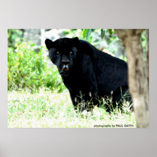 DSC_0235、PAUL GAVINによる撮影 ポスター