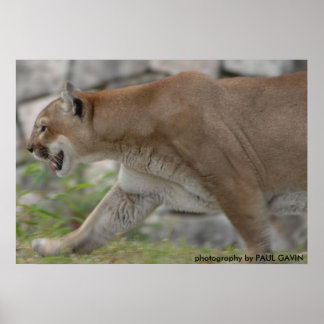 DSC_0254、PAUL GAVINによる撮影 ポスター