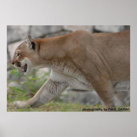 DSC_0254、PAUL GAVINによる撮影 ポスター (正面)