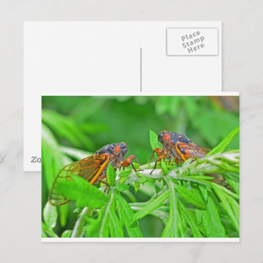 DSC_3480ps.jpg ポストカード (正面/裏面)