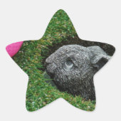 DSCF0652.JPG 星シール (正面)