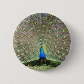 DSCF1062 缶バッジ (正面)