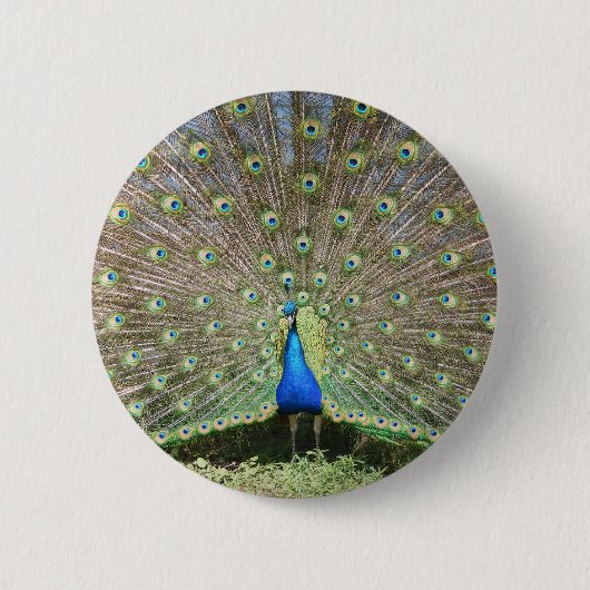 DSCF1062 缶バッジ (正面)