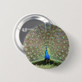 DSCF1062 缶バッジ (正面&裏面)