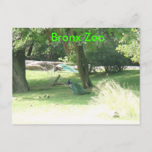 DSCF2638, ブロンクス動物園 ポストカード