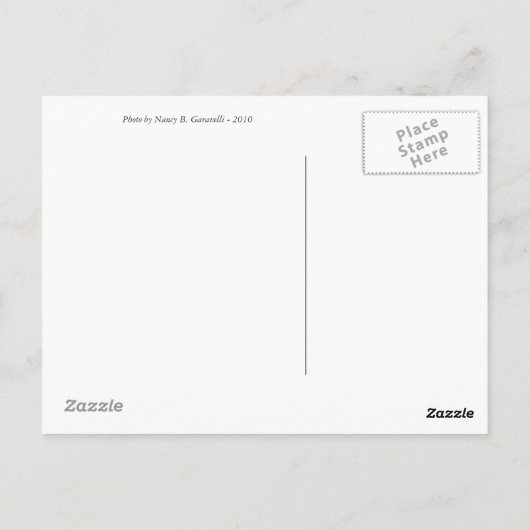 DSCF2806, Topsail Island, NC ポストカード (裏面)