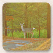 DSCF4041.JPG コースター (正面)