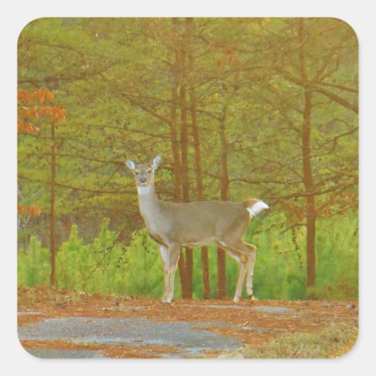 DSCF4041.JPG スクエアシール (正面)