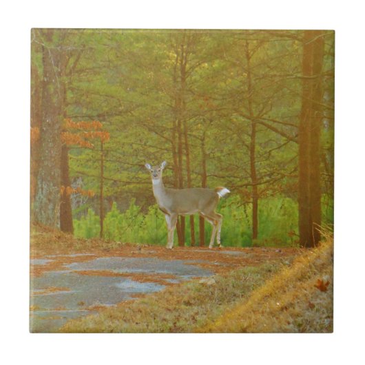 DSCF4041.JPG タイル (正面)