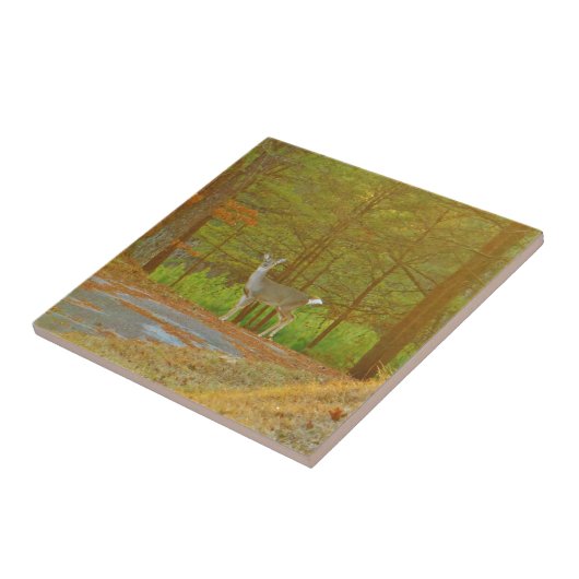 DSCF4041.JPG タイル (側面)