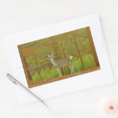 DSCF4041.JPG 長方形シール (封筒)